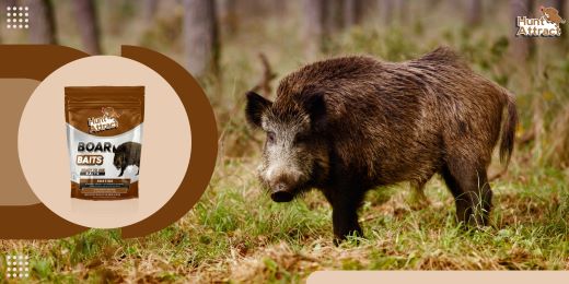 What are the different types of wild boar attractants?