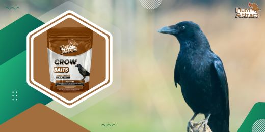 How can crow attractant help in the study of these birds?