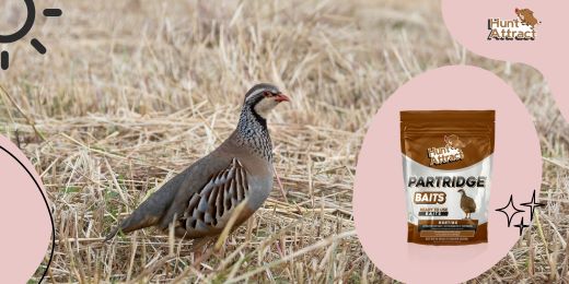 Can I make my own partridge attractant at home?