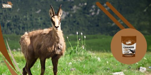 How do you know if a chamois attractant is of good quality?