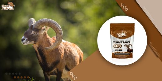 Attractant for mouflons: precautions to take?