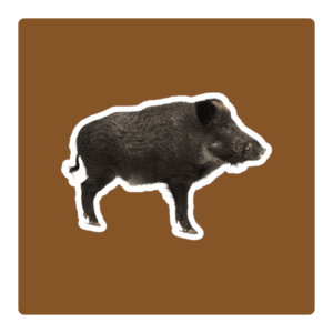 Wild Boar
